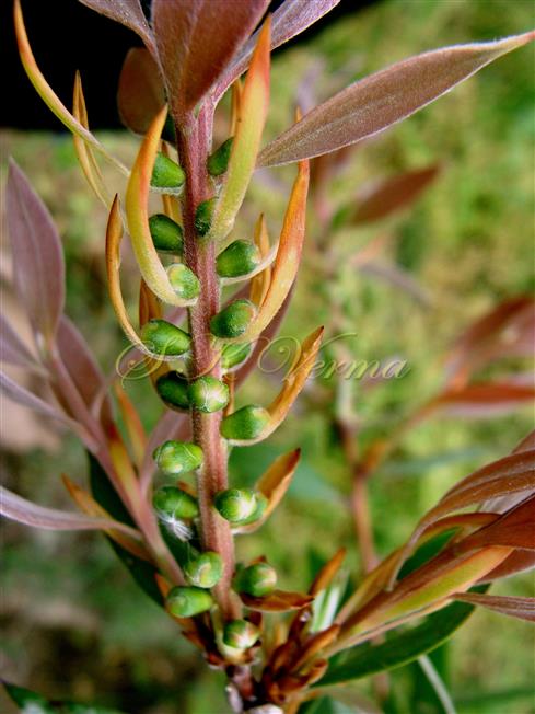  Inflorescence with floral buds